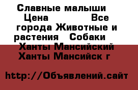 Славные малыши! › Цена ­ 10 000 - Все города Животные и растения » Собаки   . Ханты-Мансийский,Ханты-Мансийск г.
